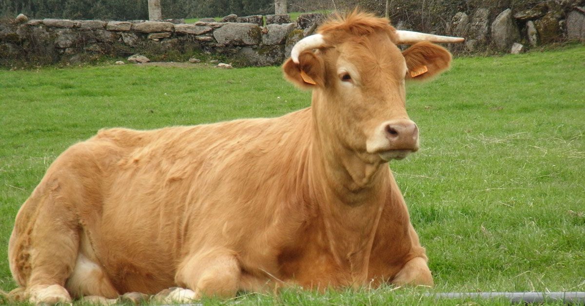 vaca raza rubia galega acruga