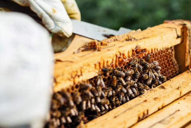abellas apicultura