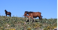 cabalos salvaxes xistral serra1